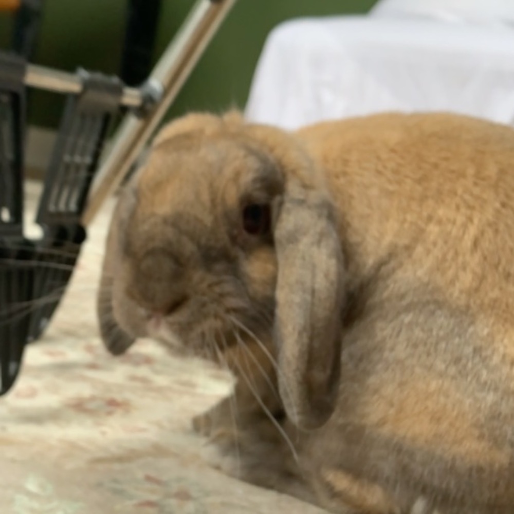 Meet your Posher, David